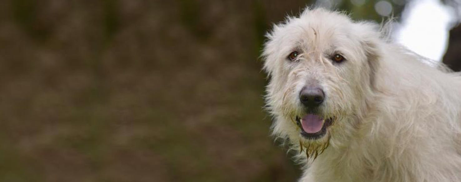 Irish wolfhound sales great pyrenees